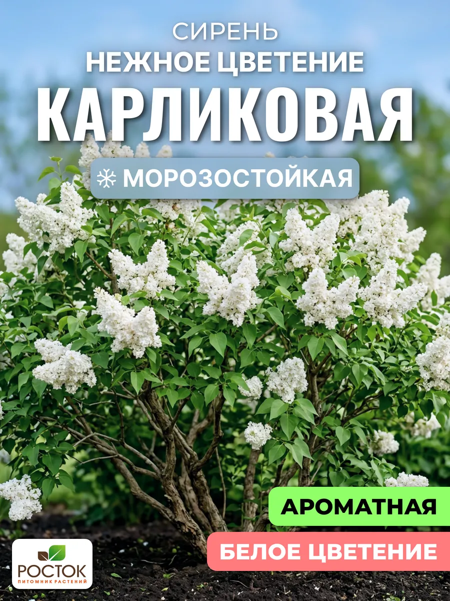 Карликовая сирень саженцы