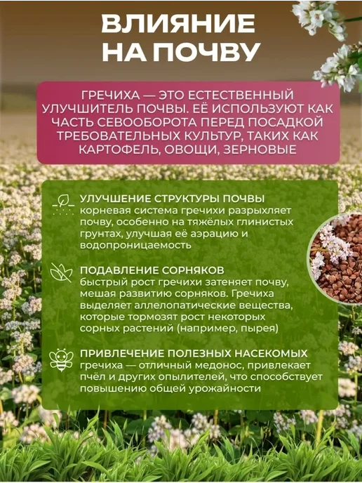 ЭКО ПОЛЕ Гречиха сидерат и медонос, семена для посева 3 кг, 3 кг, фото 2