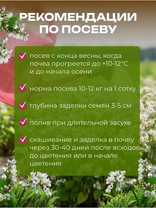 ЭКО ПОЛЕ Гречиха сидерат и медонос, семена для посева 3 кг, 3 кг, фото 3