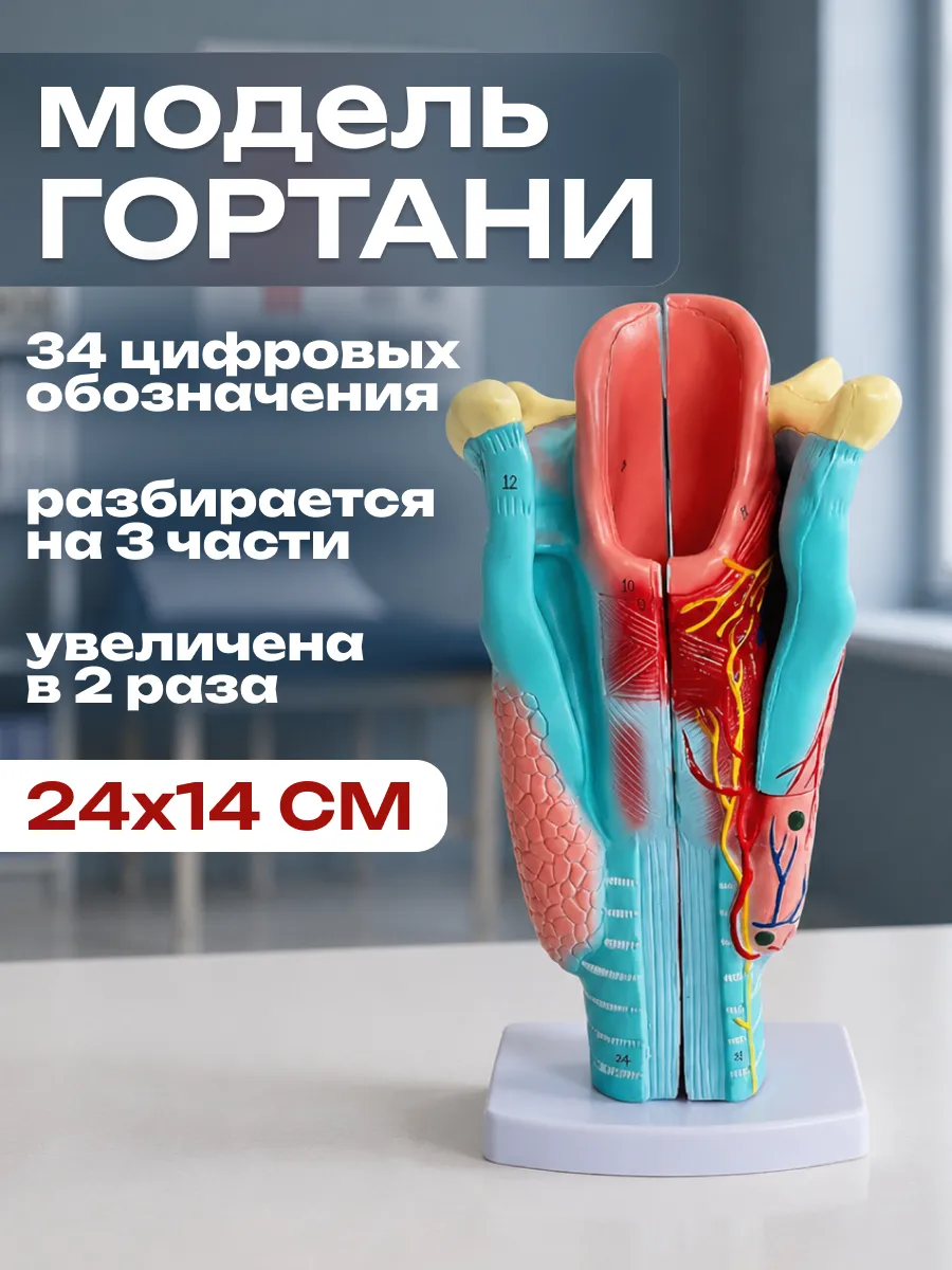 Анатомическая модель гортани человека макет горла