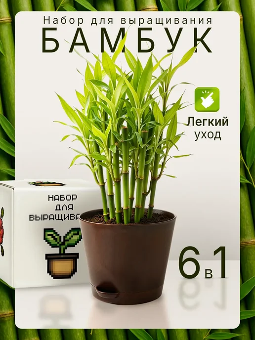 Plant Growing Sets Max Набор для выращивания растений Бамбук, вариант