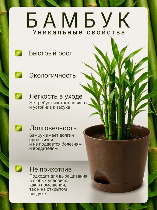 Plant Growing Sets Max Набор для выращивания растений Бамбук, вариант, фото 6