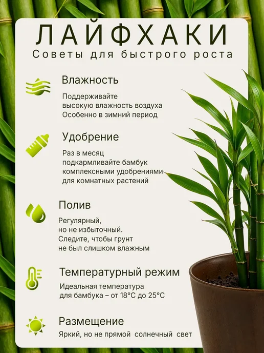 Plant Growing Sets Max Набор для выращивания растений Бамбук, вариант, фото 7