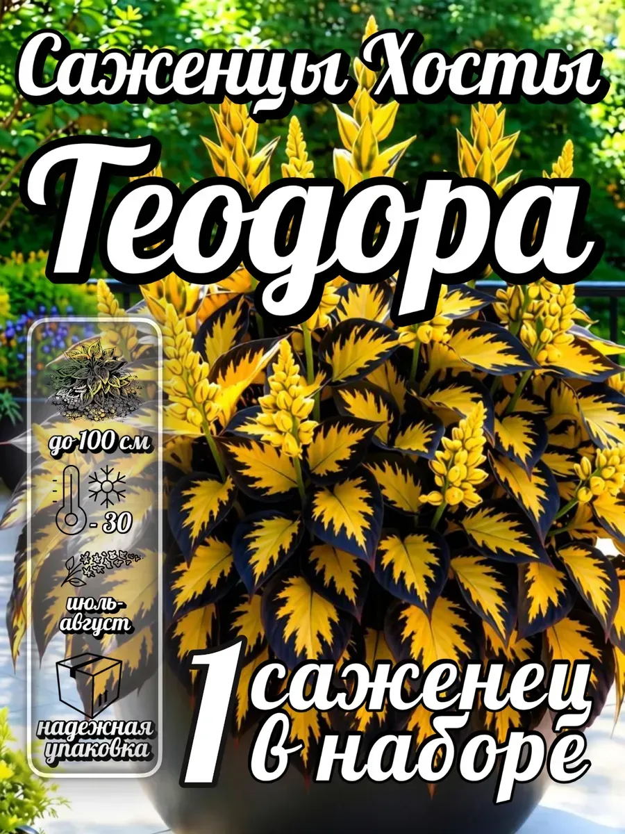 Саженец хосты многолетние цветы