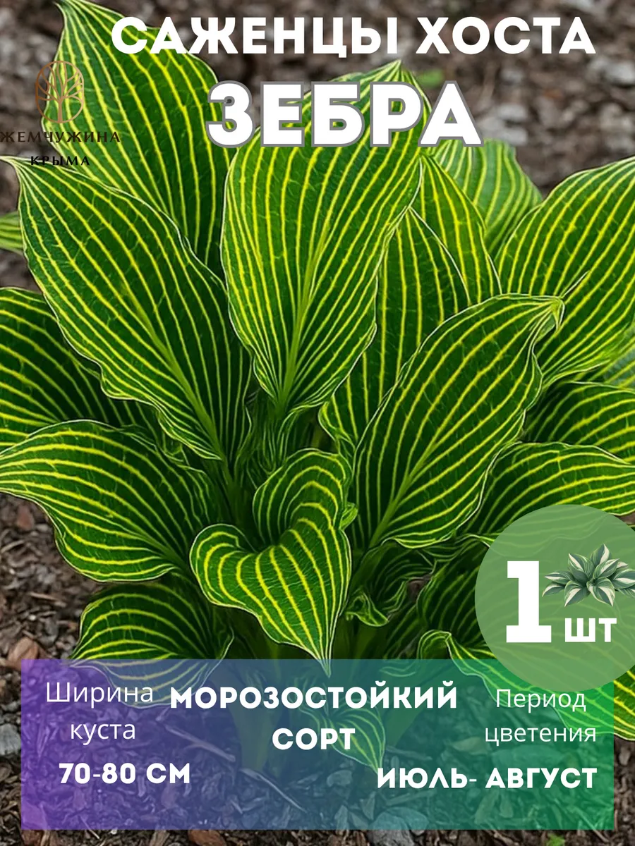 Саженцы Хоста Зебра