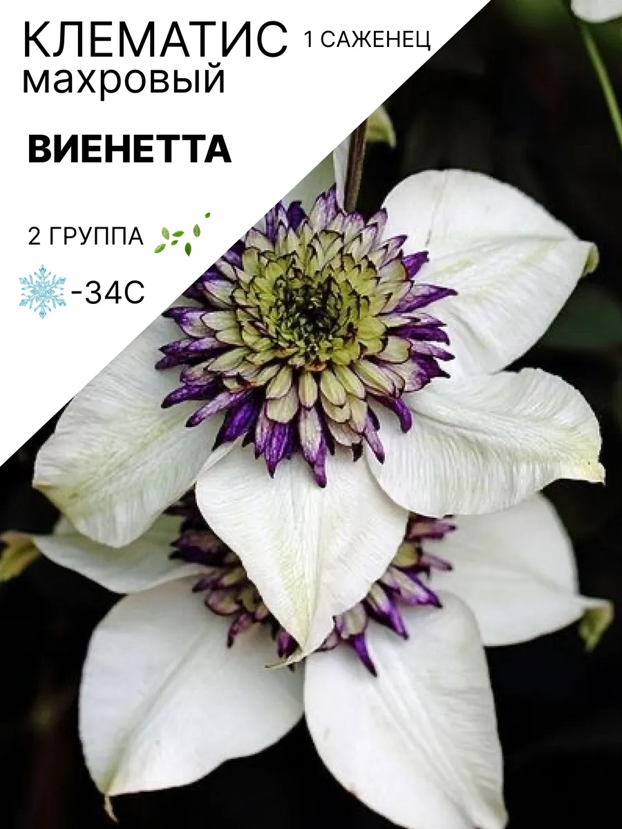 Клематис саженец многолетний зимостойкий