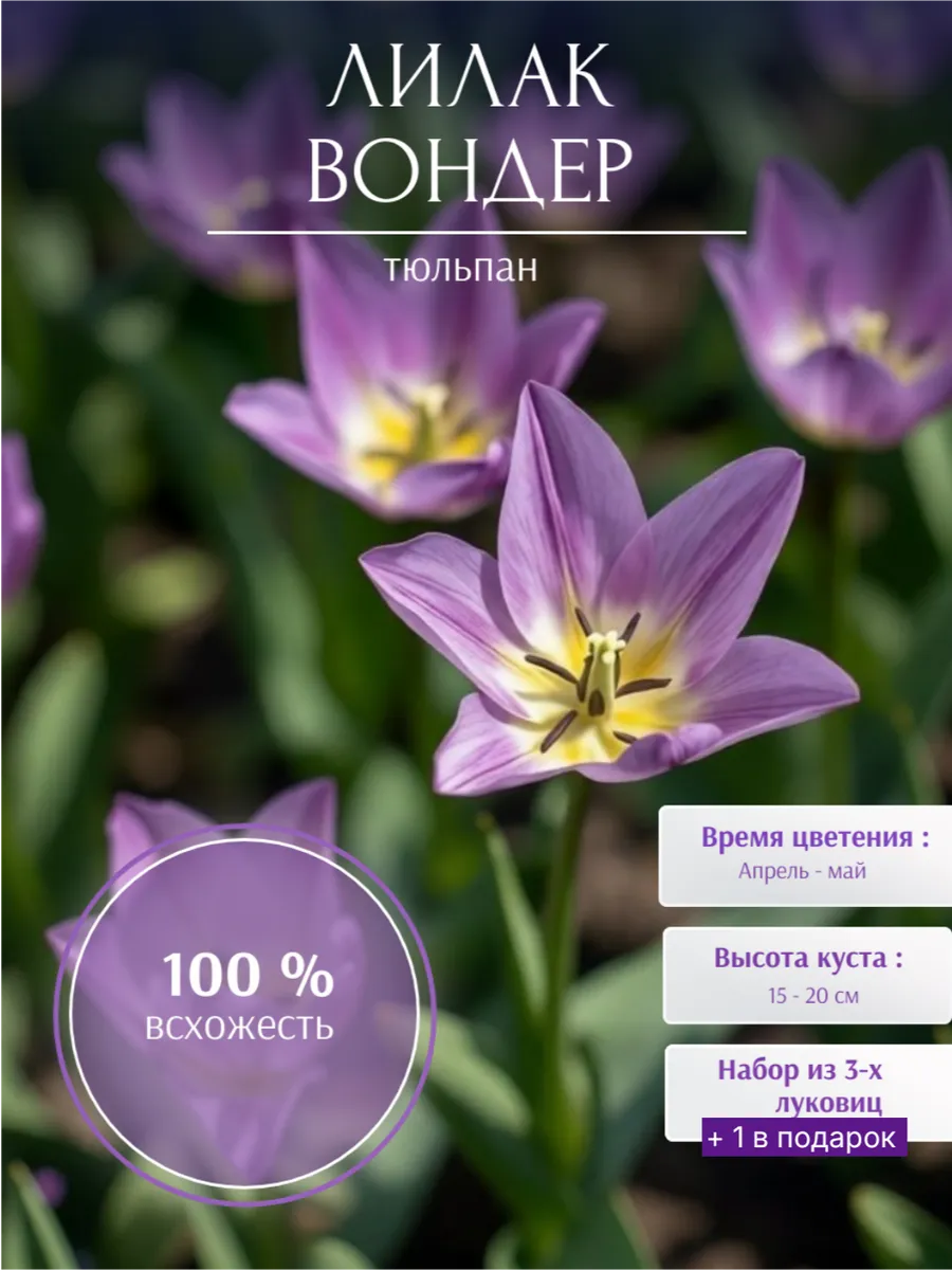 Луковица тюльпана ботанического Лилак Вондер