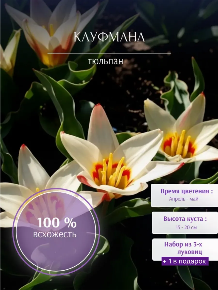 Луковица тюльпана ботанического Кауфмана