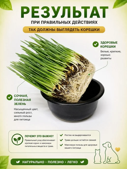 Золотые лапы Трава для кошек набор для выращивания, золотой, фото 4