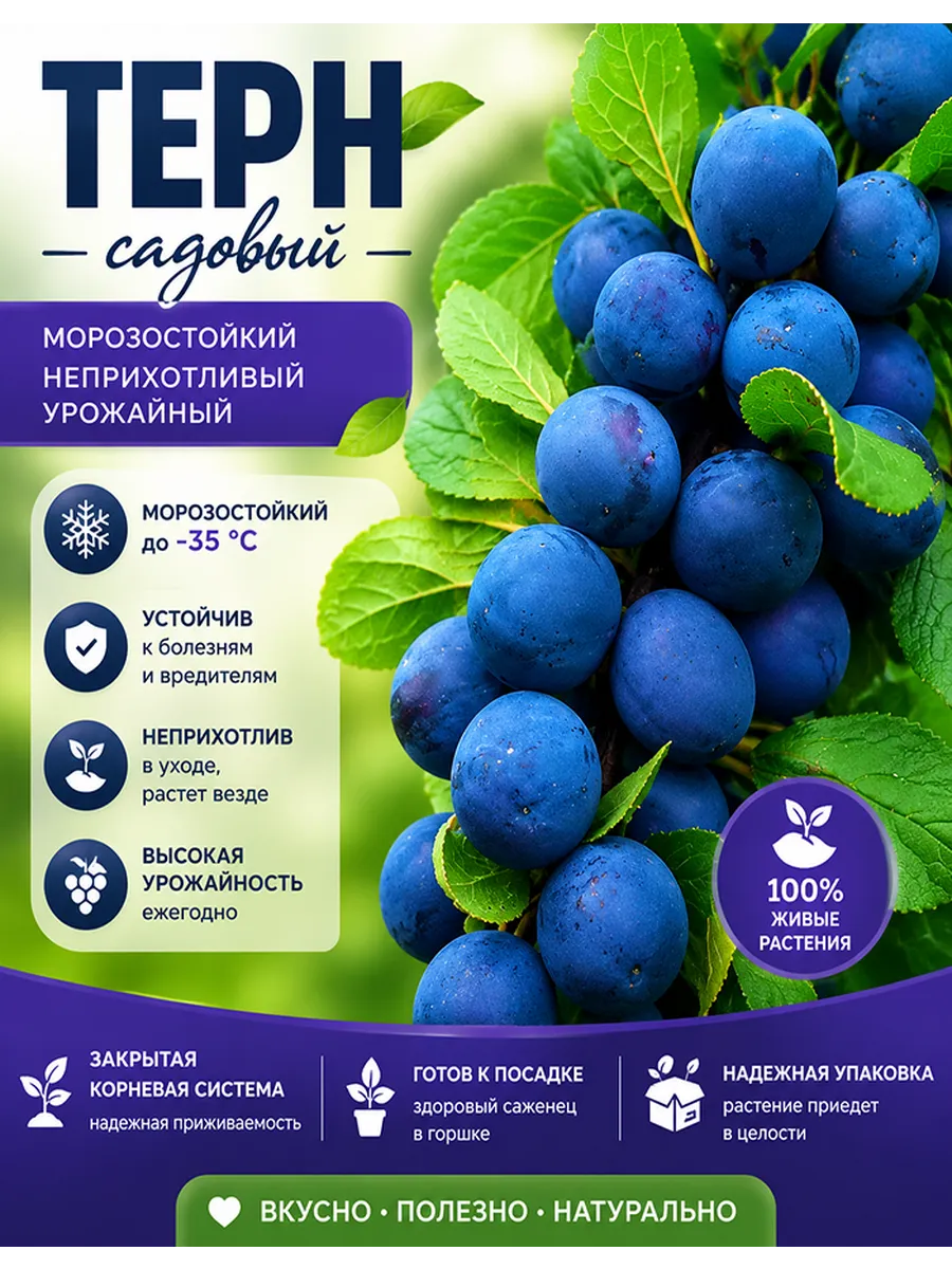 Терн Садовый
