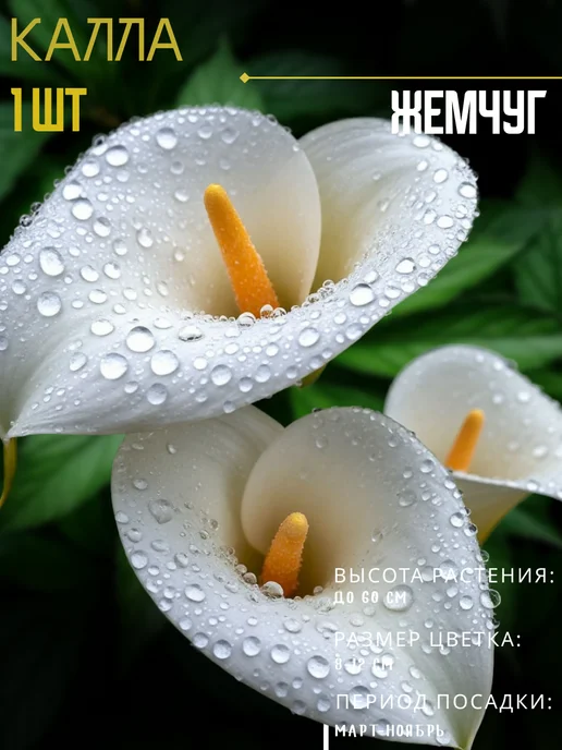 Луковицы Каллы Жемчуг, вариант