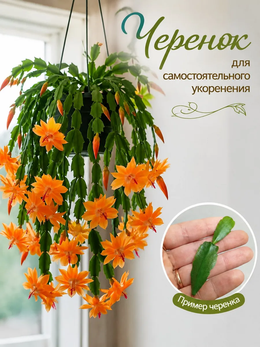 Декабрист оранжевый