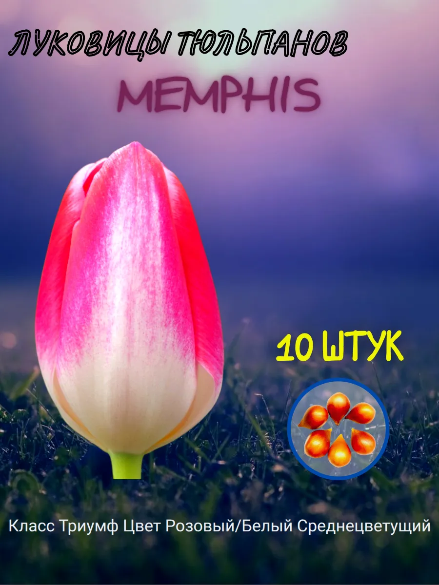 Луковицы тюльпанов Memphis 10шт очищенные