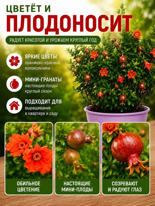 Саженец Комнатный Гранат "Нана", красный, фото 2