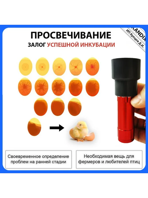 Овоскоп, вариант, фото 3