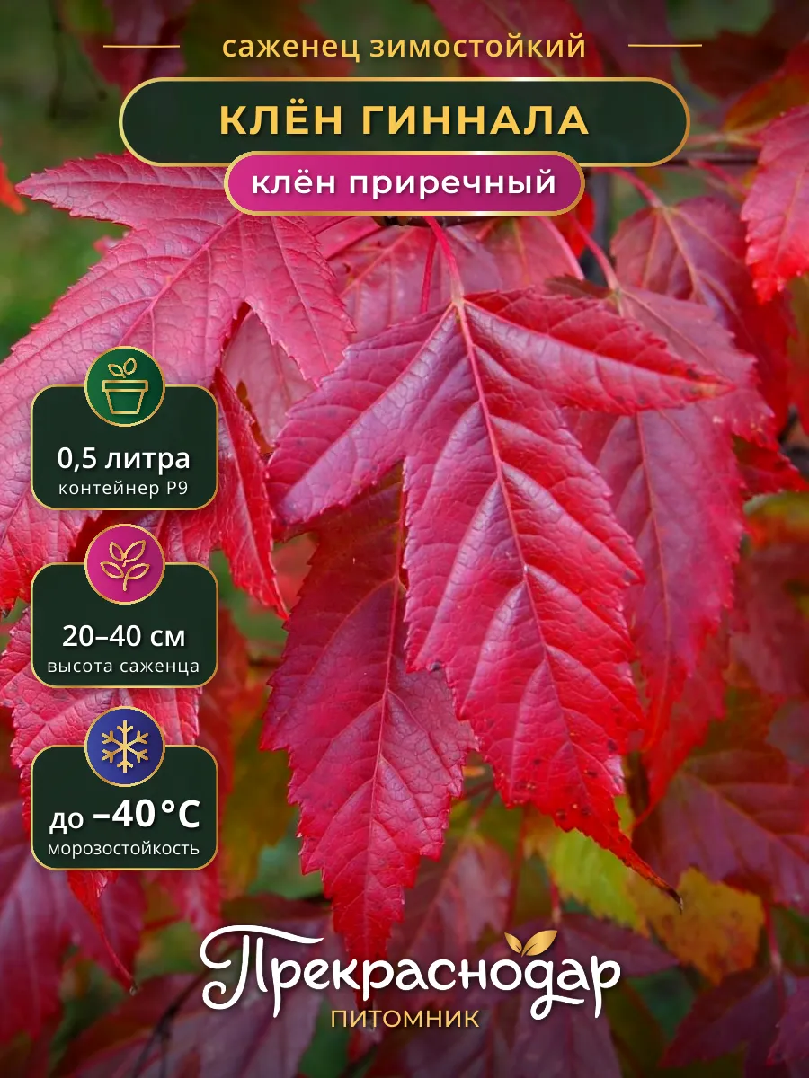 Клен Гиннала (приречный) саженец 20-40 см горшок Р9