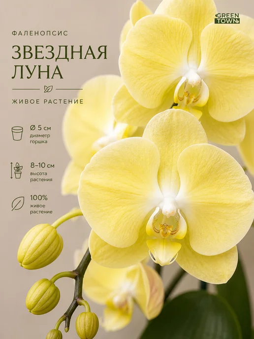 GREEN TOWN Орхидея Фаленопсис Звездная Луна живое растение, зеленый
