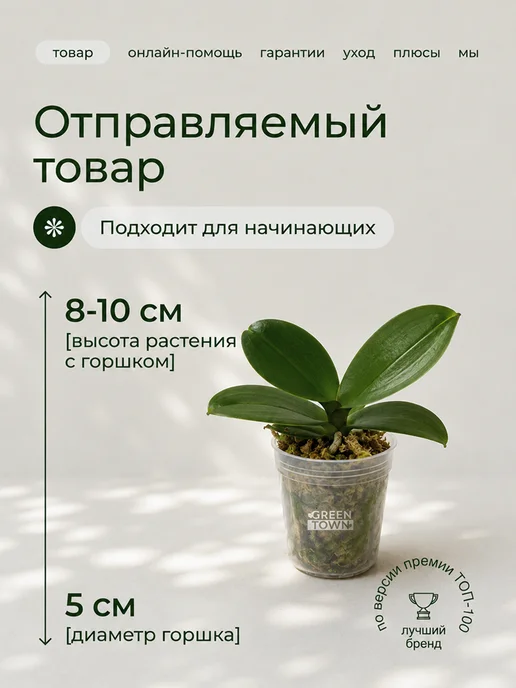 GREEN TOWN Орхидея Фаленопсис Звездная Луна живое растение, зеленый, фото 2