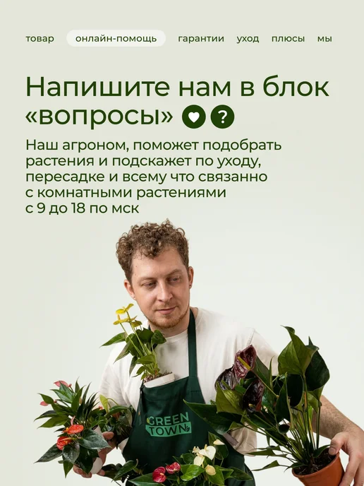 GREEN TOWN Орхидея Фаленопсис Звездная Луна живое растение, зеленый, фото 5