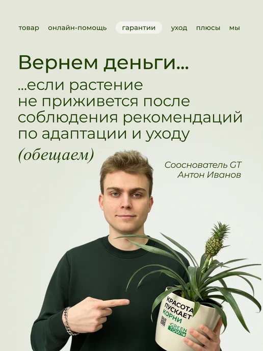 GREEN TOWN Орхидея Фаленопсис Звездная Луна живое растение, зеленый, фото 6