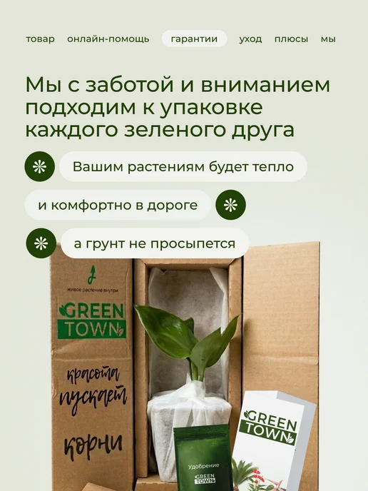 GREEN TOWN Орхидея Фаленопсис Звездная Луна живое растение, зеленый, фото 7