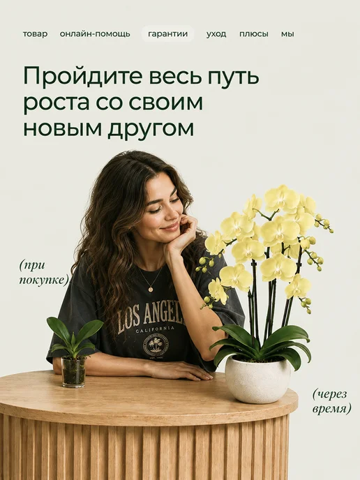 GREEN TOWN Орхидея Фаленопсис Звездная Луна живое растение, зеленый, фото 8
