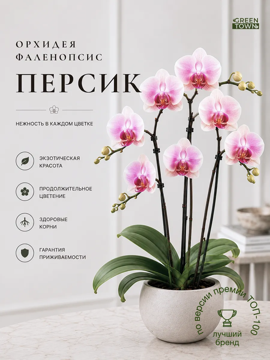 Орхидея Фаленопсис Персик живое растение
