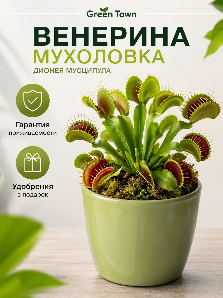 Венерина Мухоловка (Дионея мусципула) живое растение