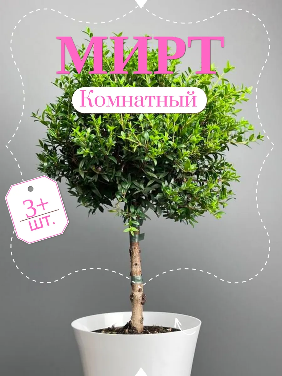 Мирт комнатный "Семейное счастье", семена 3+ шт.