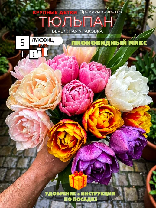 ПосадиСад 5 шт Тюльпан многолетние цветы Пионовидный, 5 шт