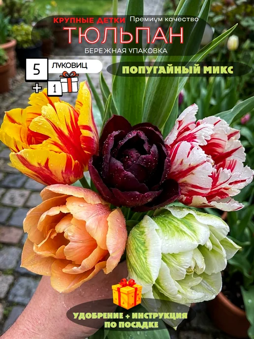 ПосадиСад 5 шт Тюльпан многолетние цветы Попугайный, 5 шт