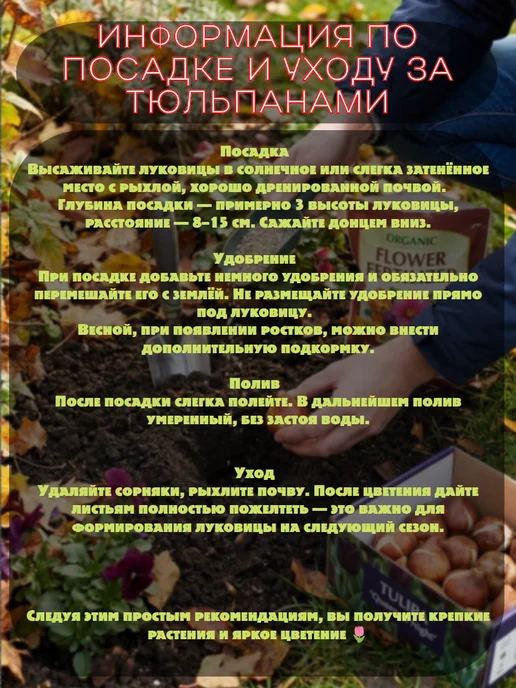 ПосадиСад 5 шт Тюльпан многолетние цветы Попугайный, 5 шт, фото 3