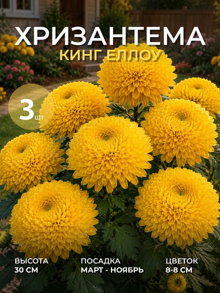 Хризантемы Кинг Еллоу саженец 3 шт