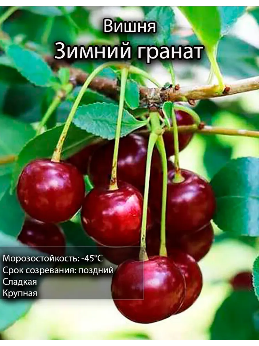 вишня саженец 1 шт