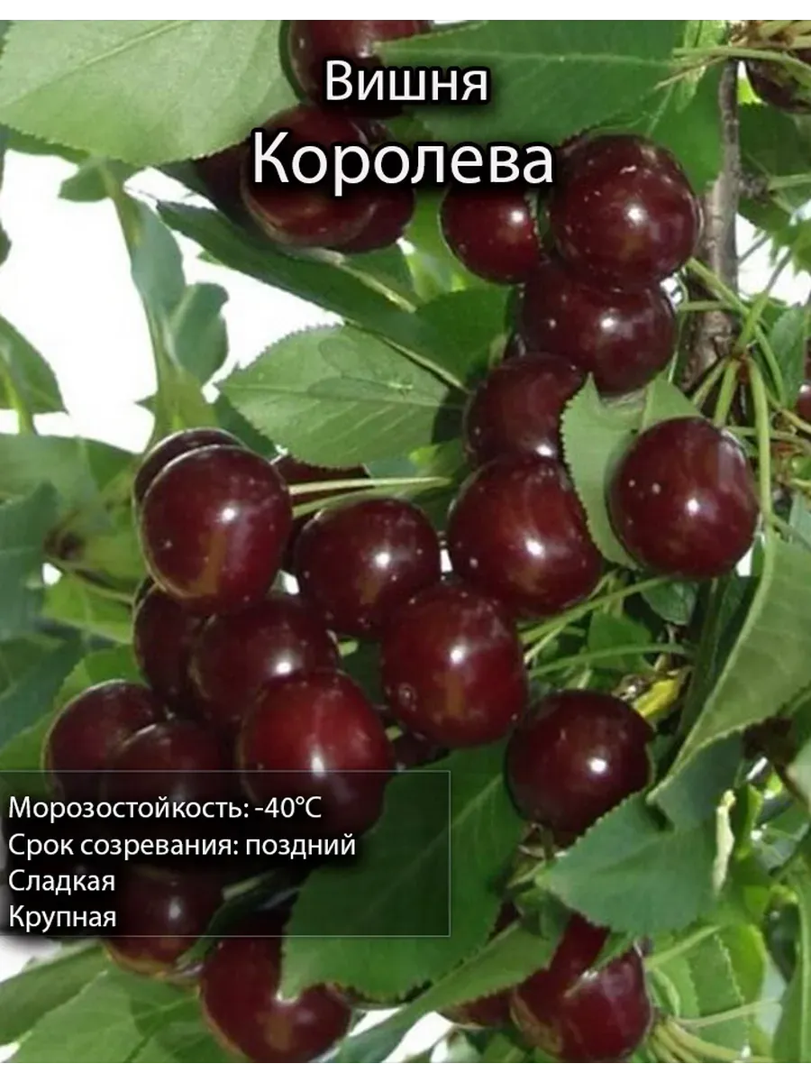 вишня саженец 1 шт