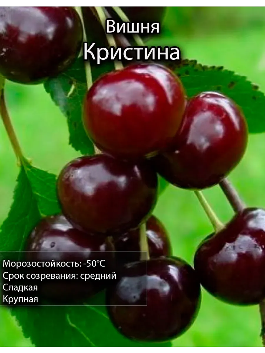 вишня саженец 1 шт