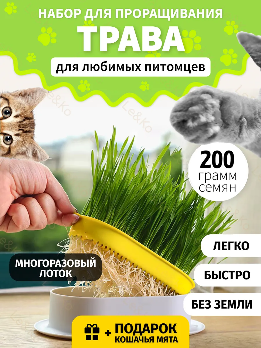 Трава для кошек для проращивания микрозелени
