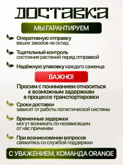 Антуриум Cavalli, вариант, фото 2