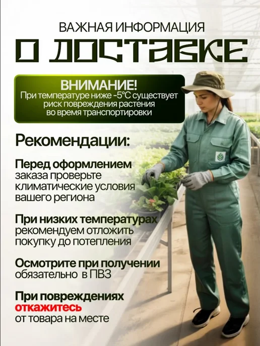 Антуриум Cavalli, вариант, фото 3