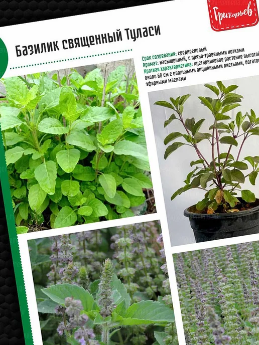 Григорьев Редкие семена Семена комнатного Базилика Туласи, зеленый, фото 7