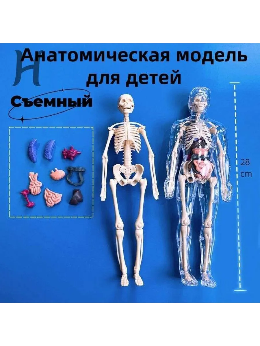 Анатомическая модель тела человека для детей