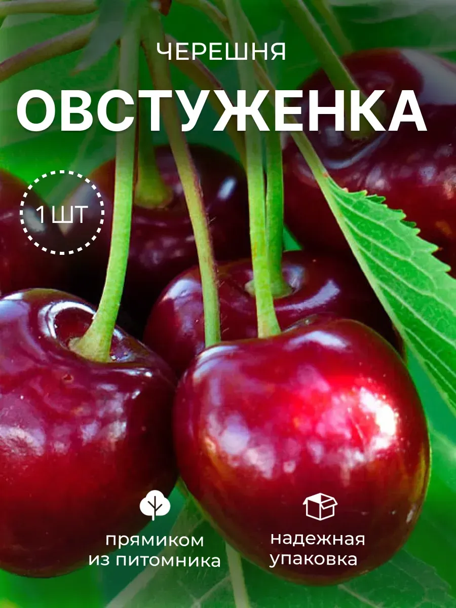 Черешня саженец 1 шт., Овстуженка