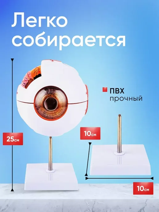 Анатомическая модель глазного яблока человека Eye-Ball X6, вариант, фото 2