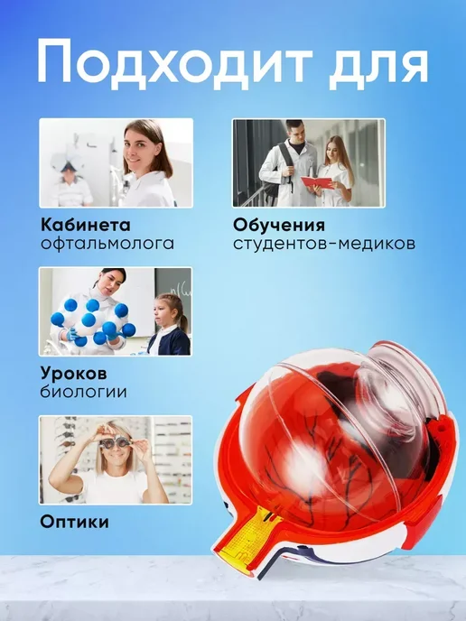 Анатомическая модель глазного яблока человека Eye-Ball X6, вариант, фото 3