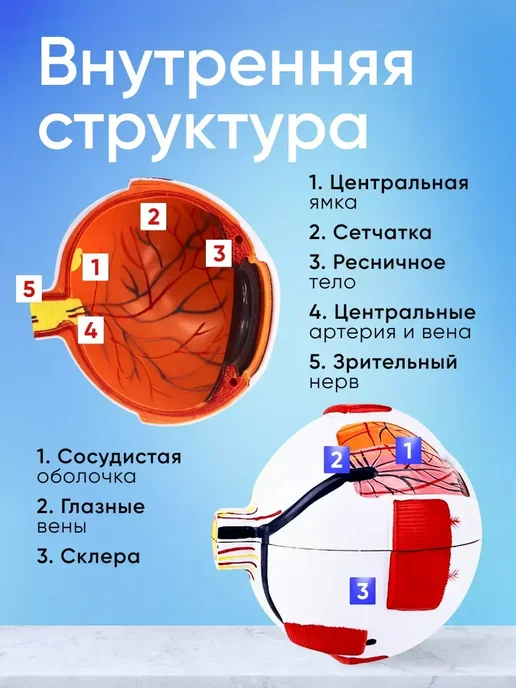 Анатомическая модель глазного яблока человека Eye-Ball X6, вариант, фото 4