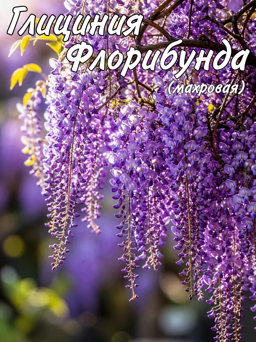 глициния саженец Флорибунда махровая
