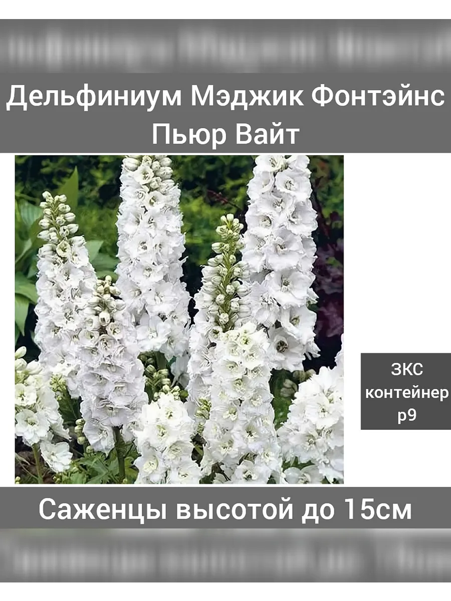 Дельфиниум Мэджик Фонтэйнс Пьюр Вайт 1шт