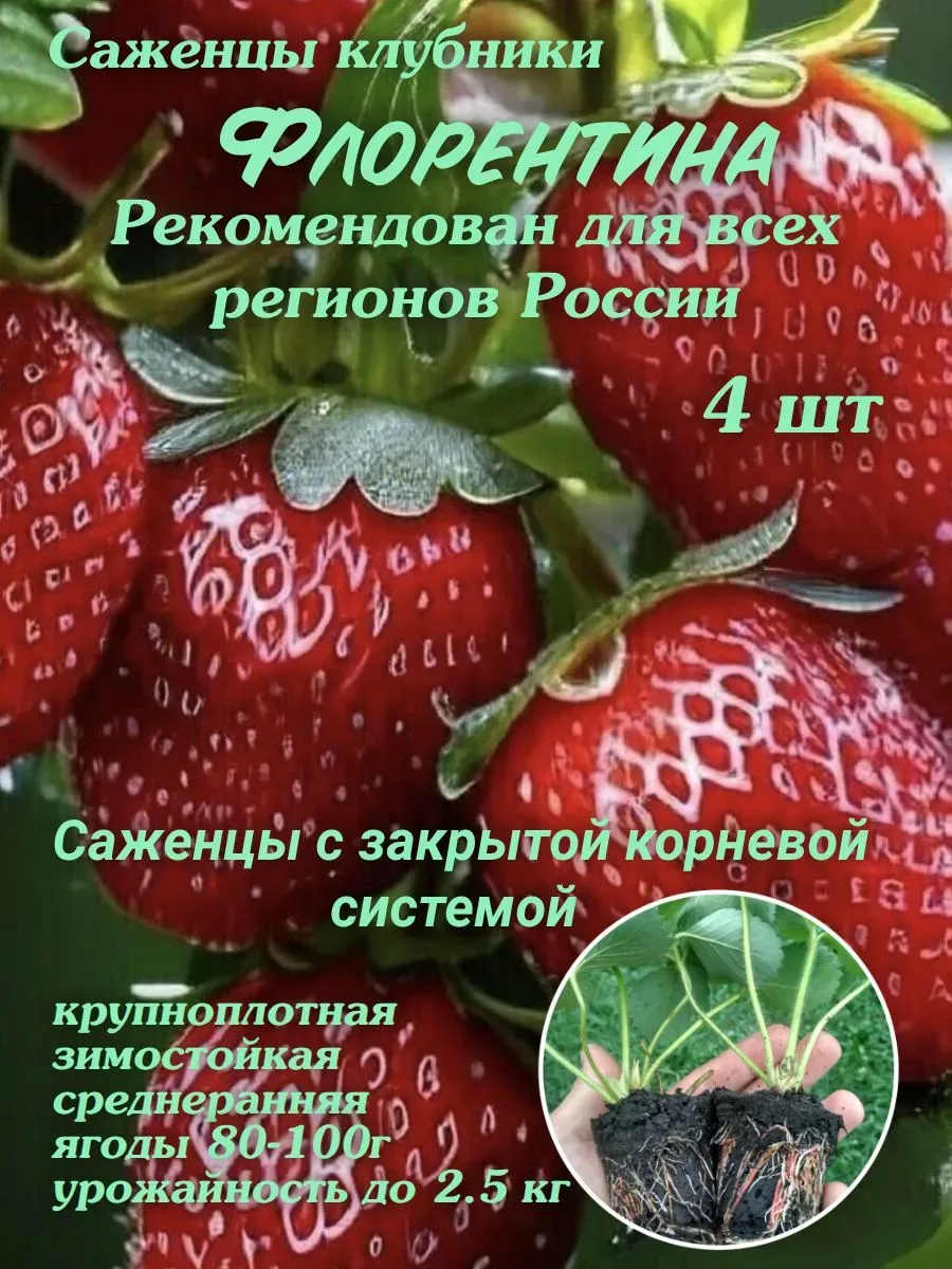 Саженцы клубники Флорентина ЗКС 4 шт