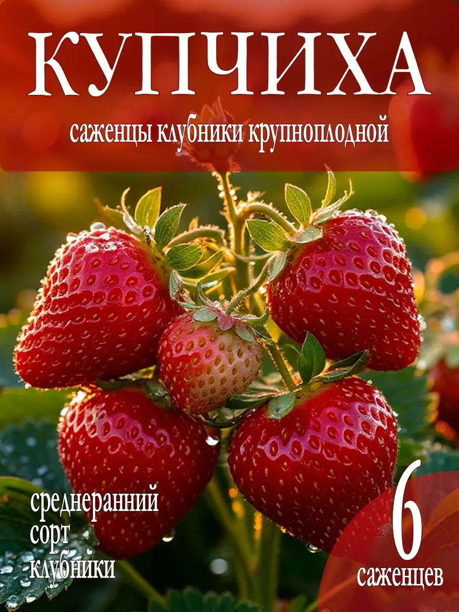 Саженцы клубники Купчиха 6шт рассада фриго