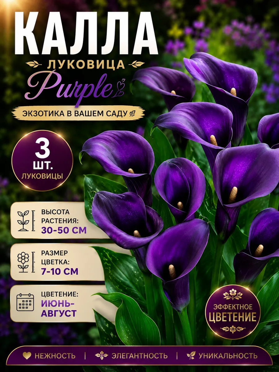 Калла Луковицы Purple 3шт.